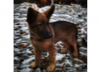russia gives france puppy to replace police dog killed by extremists