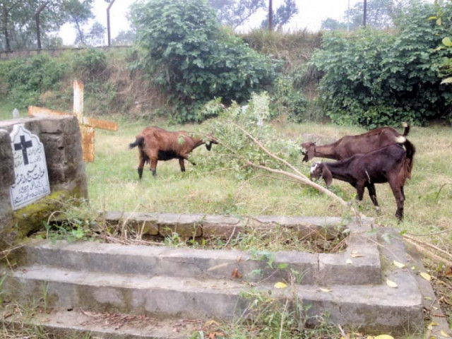 grass on the unkempt graves at the christian cemetery serves as fodder for animals photo ebrahim umar khitab express grass on the unkempt graves at the christian cemetery serves as fodder for animals photo ebrahim umar khitab express