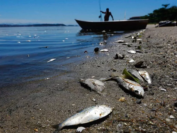 guanabara bay dawned with dead fish photo reuters guanabara bay dawned with dead fish photo reuters