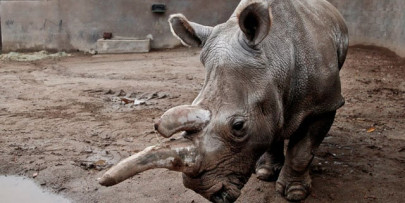 only 3 northern white rhinos left on earth only 3 northern white rhinos left on earth