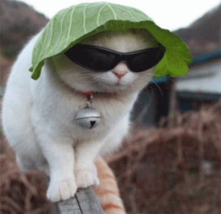 belgian police met with catty response after requesting online silence