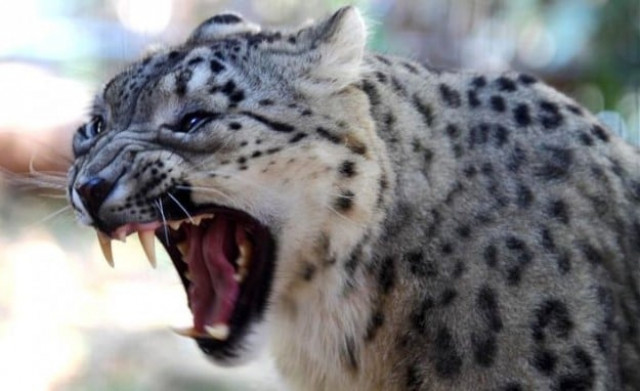 a file photo of a leopard a file photo of a leopard