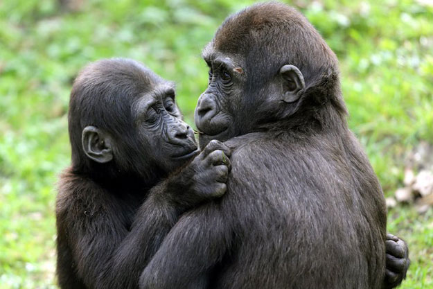 over half of world s primates on brink of extinction experts