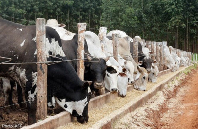 world s biggest clone factory raises fears in china world s biggest clone factory raises fears in china