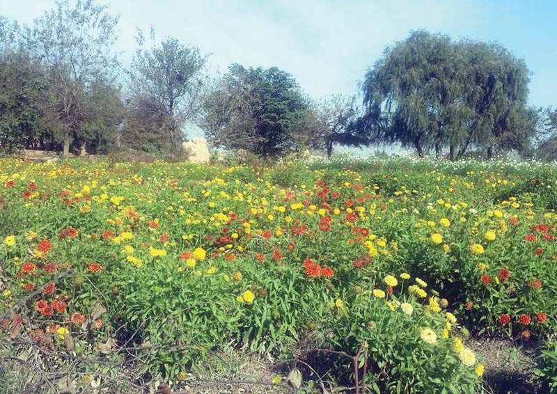 farmers cultivate fields to grow flowers in village near bara photos hidayat khan express
