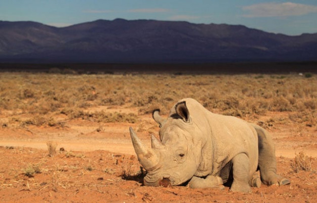 a file picture taken on march 23 2013 shows a rhino at the private game reserve of french damien vergnaud who is running a breeding programme for cheetahs and organised an armed security guard to protect his rhinos from poaching in inverdoom 200 kms north east of cape town photo afp a file picture taken on march 23 2013 shows a rhino at the private game reserve of french damien vergnaud who is running a breeding programme for cheetahs and organised an armed security guard to protect his rhinos from poaching in inverdoom 200 kms north east of cape town photo afp