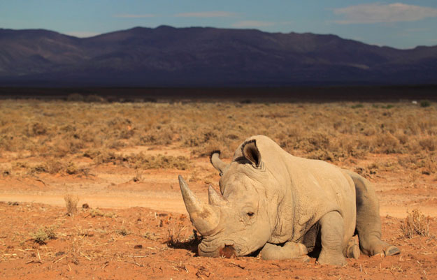 a file picture taken on march 23 2013 shows a rhino at the private game reserve of french damien vergnaud who is running a breeding programme for cheetahs and organised an armed security guard to protect his rhinos from poaching in inverdoom 200 kms north east of cape town photo afp