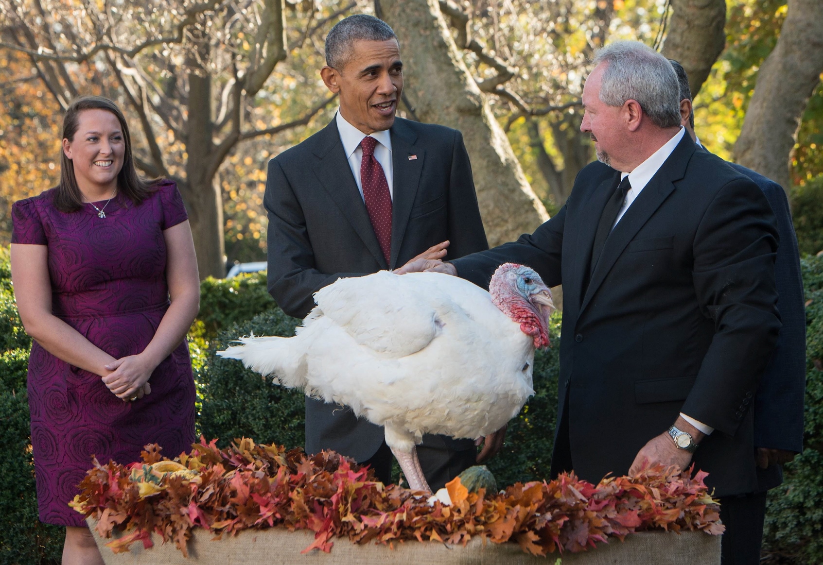 us president barack obama c prepares to quot pardon quot the national thanksgiving turkey in the rose garden at the white house in washington dc on november 25 2015 photo afp