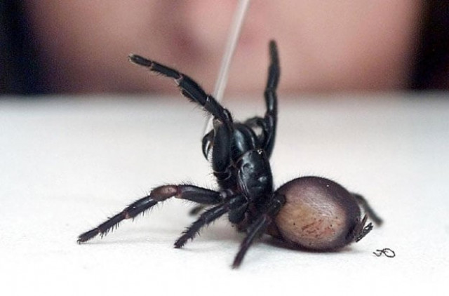 australian funnel web spiders are particularly feared because their bite can be fatal although there have been no deaths since an anti venom was developed in the 1980s photo afp australian funnel web spiders are particularly feared because their bite can be fatal although there have been no deaths since an anti venom was developed in the 1980s photo afp