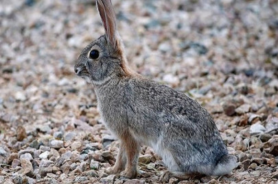 wildlife under threat in waziristan