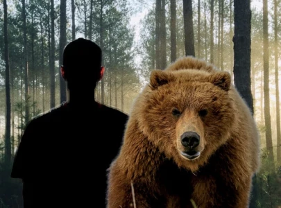 man vs bear why the global debate sees women choosing bears over men man vs bear why the global debate sees women choosing bears over men