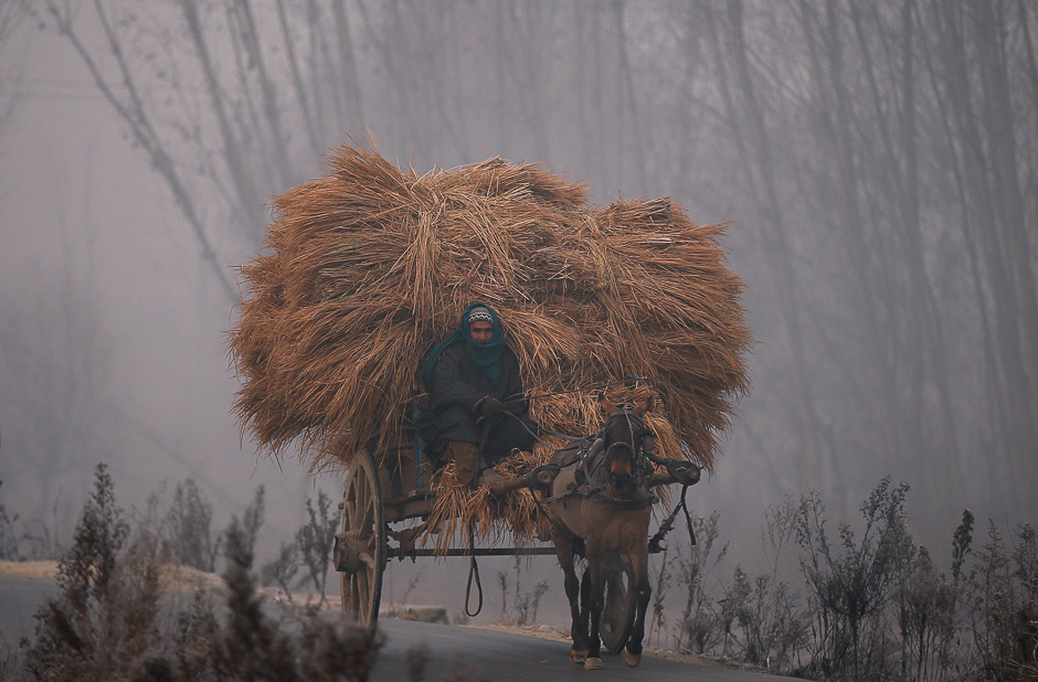 A man rides his horse cart loaded with bundles of dried grass on a cold winter morning in the outskirts of Srinagar December 6, 2016. REUTERS/Danish Ismail