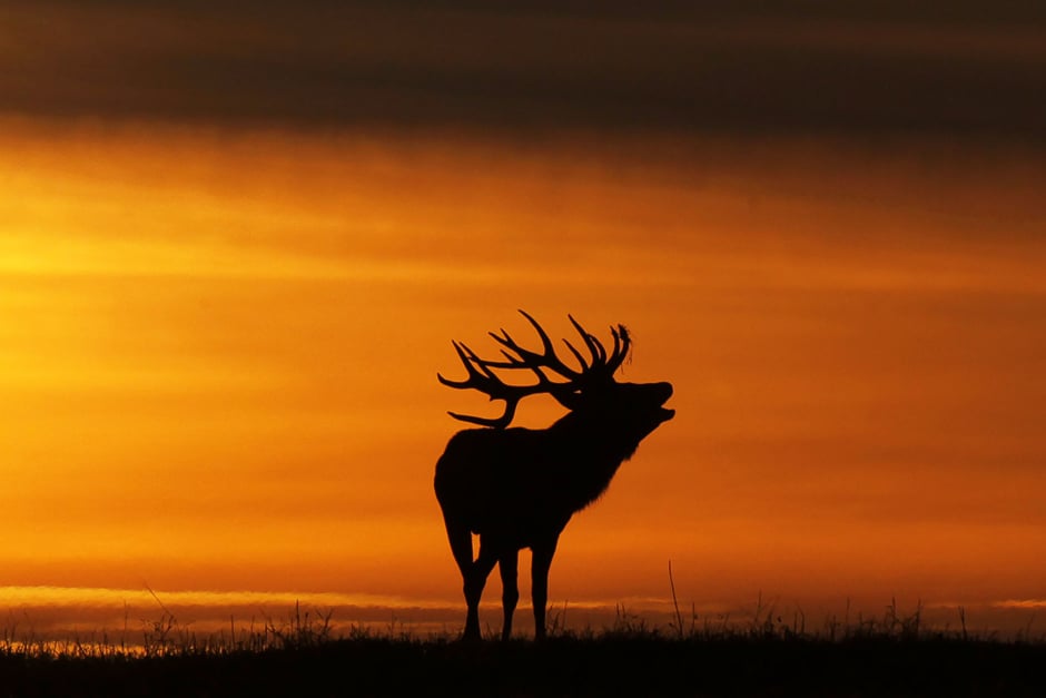 a buck silhouetted at sunset bellows near the village of gorodilovichi some 300 kilometres north of minsk photo afp