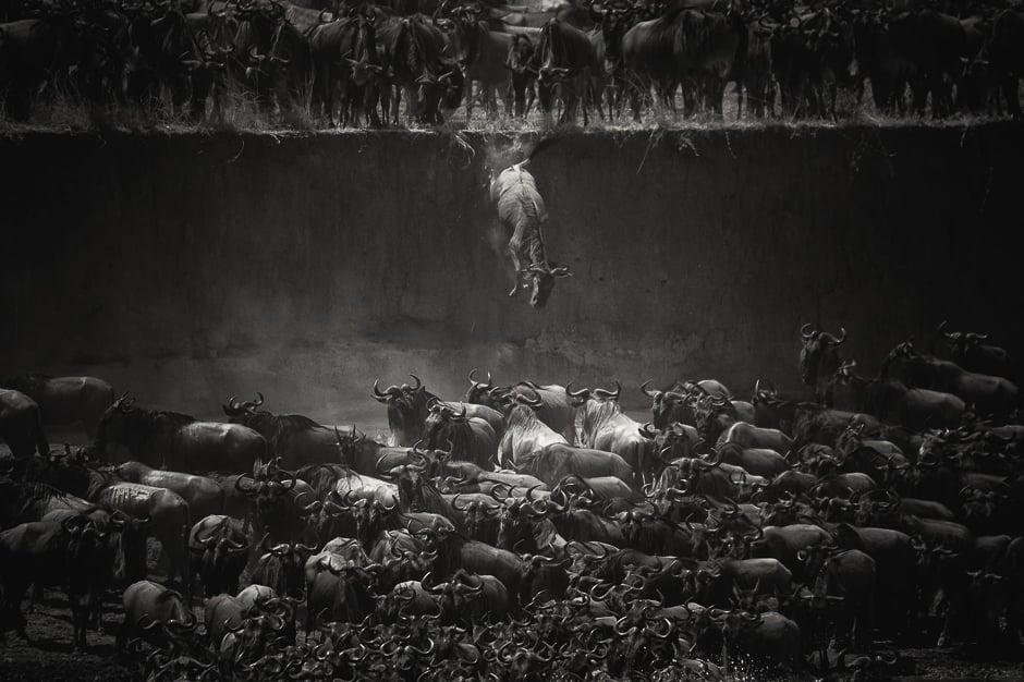 9_zkn_wild-life-3-rd-prize_siena-photo-awards