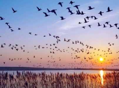 illegal hunting threatens pakistan s migratory bird population