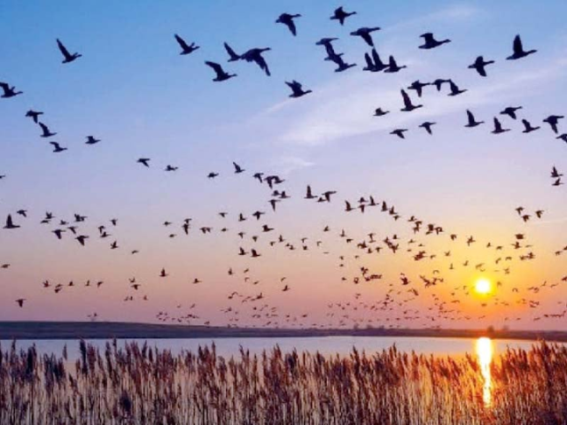 illegal hunting threatens pakistan s migratory bird population