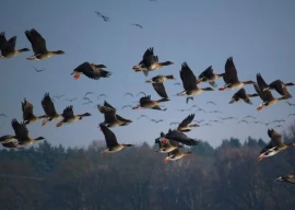 punjab s flood affected ecosystems under spotlight in ambitious biodiversity survey punjab s flood affected ecosystems under spotlight in ambitious biodiversity survey