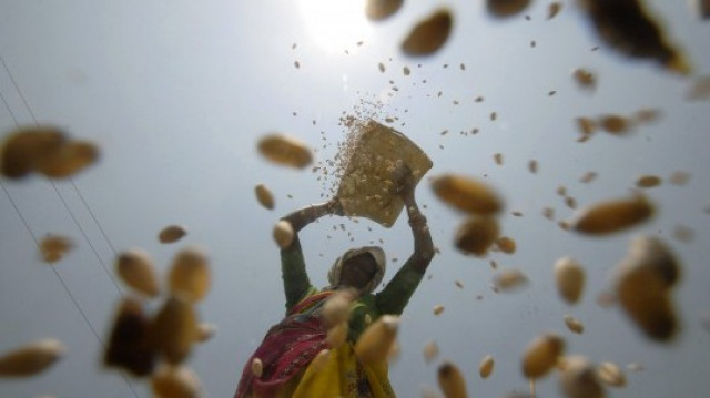corrupt officer given wheat survey duty corrupt officer given wheat survey duty