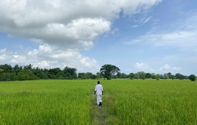 sri lanka faces looming food crisis with stunted rice crop sri lanka faces looming food crisis with stunted rice crop