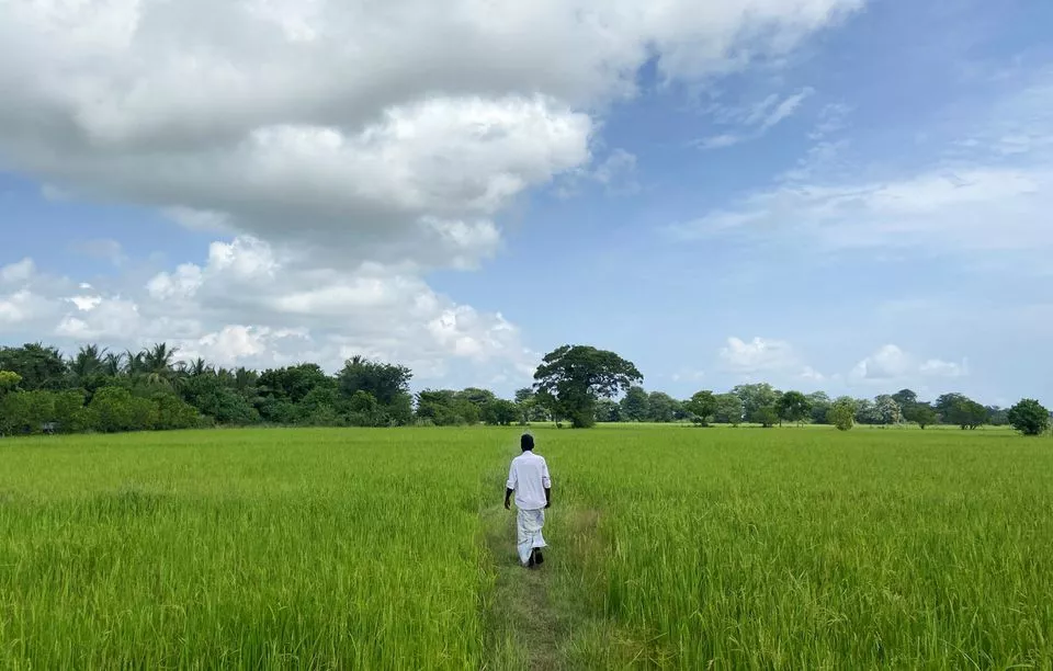 sri lanka faces looming food crisis with stunted rice crop sri lanka faces looming food crisis with stunted rice crop