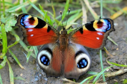 key to butterfly climate survival may be colour coded key to butterfly climate survival may be colour coded