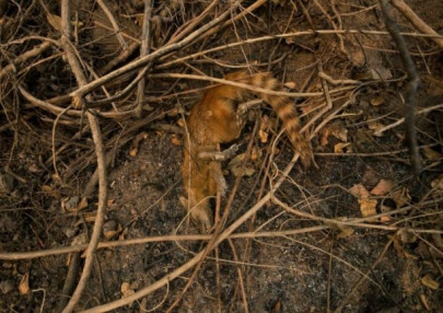 wildlife dept cracks down on lizard poachers wildlife dept cracks down on lizard poachers