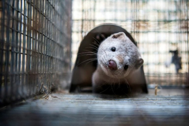the cull would involve the slaughter of some 92 700 mink who are prized for their pelt said agricultural minister photo afp the cull would involve the slaughter of some 92 700 mink who are prized for their pelt said agricultural minister photo afp