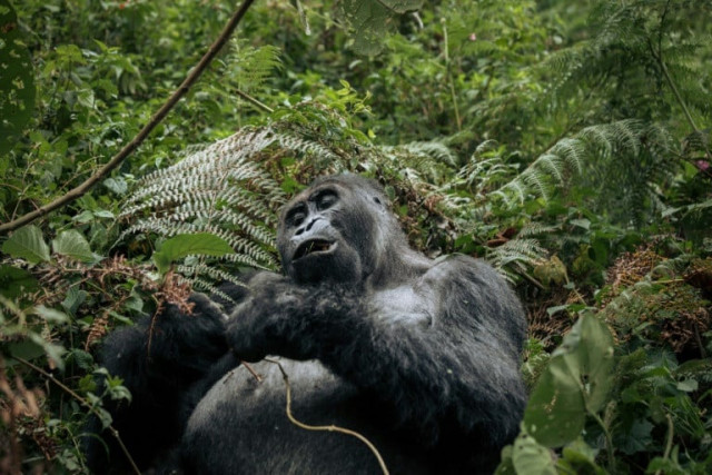 the report found that monitored animal populations had fallen 69 percent since 1970 photo afp the report found that monitored animal populations had fallen 69 percent since 1970 photo afp