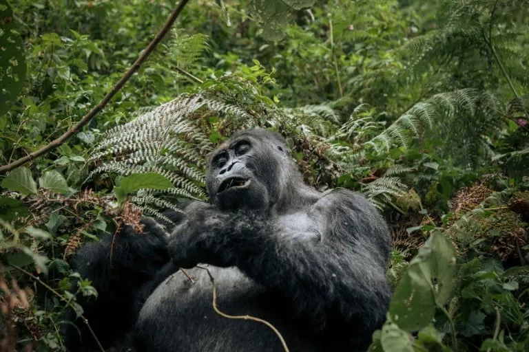 the report found that monitored animal populations had fallen 69 percent since 1970 photo afp the report found that monitored animal populations had fallen 69 percent since 1970 photo afp