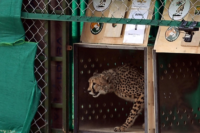 asiatic cheetahs were declared extinct in india in 1952 but their african cousins were reintroduced last year as part of a plan championed by prime minister narendra modi photo afp
