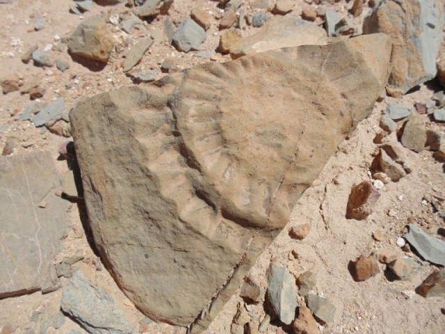fossils confirmed to be of a rhamphorhynchine pterosaur the first such creature to be found in gondwana the prehistoric supercontinent that later formed the southern hemisphere landmasses photo afp fossils confirmed to be of a rhamphorhynchine pterosaur the first such creature to be found in gondwana the prehistoric supercontinent that later formed the southern hemisphere landmasses photo afp