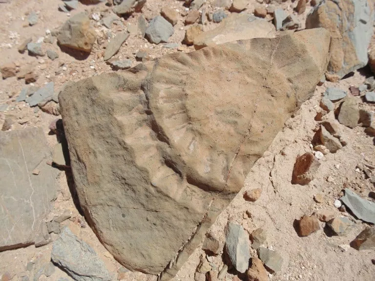 fossils confirmed to be of a rhamphorhynchine pterosaur the first such creature to be found in gondwana the prehistoric supercontinent that later formed the southern hemisphere landmasses photo afp fossils confirmed to be of a rhamphorhynchine pterosaur the first such creature to be found in gondwana the prehistoric supercontinent that later formed the southern hemisphere landmasses photo afp