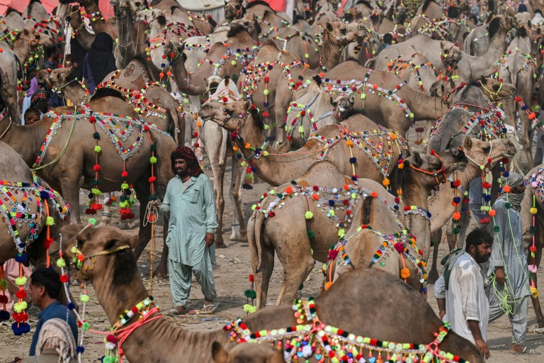 hundreds of farmers selling livestock for eid have camped near islamabad but sales are slow amid soaring inflation photo afp