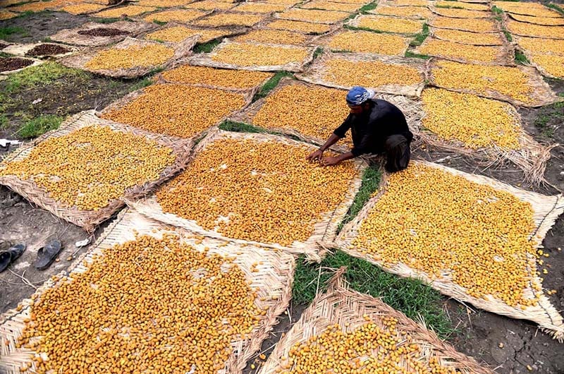 a farmer busy in spreading fresh dates for drying purpose at his field near kot waleed august 07 photo app