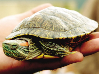 up north and personal be my guest up north and personal be my guest