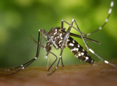 prevention against dengue seven tips to avoid mosquito bites