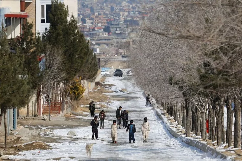 cold wave in afghanistan kills over quarter million livestock cold wave in afghanistan kills over quarter million livestock