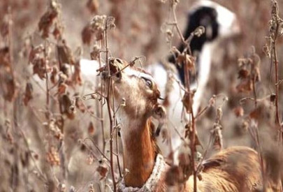 agriculture sector farmland recovery likely to take years agriculture sector farmland recovery likely to take years
