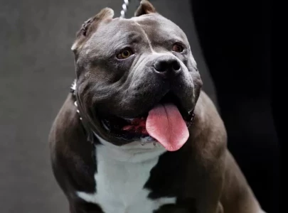 man arrested for manslaughter over dog attack as uk govt vows action