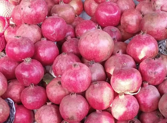 afghan traders say kandahari pomegranates have been coming to pakistan through torkham border uninterruptedly this year photo express ehtesham khan afghan traders say kandahari pomegranates have been coming to pakistan through torkham border uninterruptedly this year photo express ehtesham khan