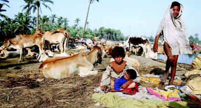 anguished farmers wait till the cows can come home