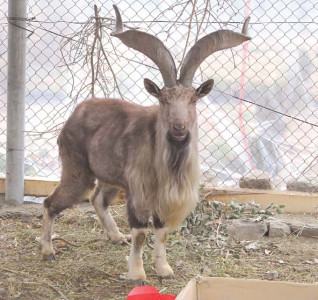 animal conservation 3 markhors released into wild