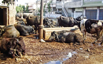 buffalo bail refusing to cow down before the cops