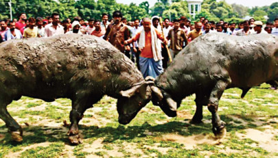 animal rage unleashed on pregnant woman animal rage unleashed on pregnant woman