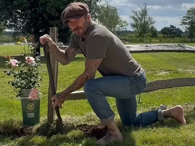 david beckham s garden chronicles fans urge for tv show appearance david beckham s garden chronicles fans urge for tv show appearance