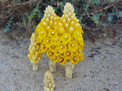 corals in astola island bristling with marine life