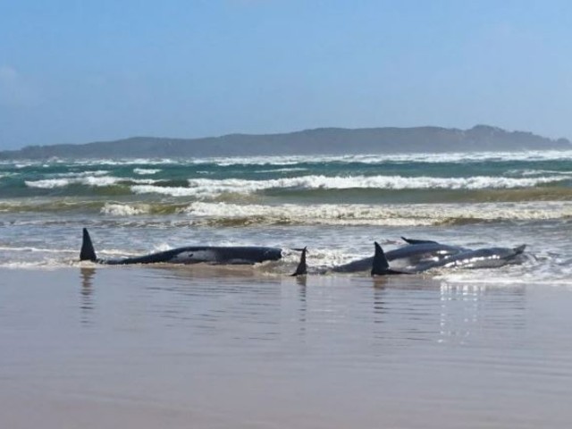 a handout photo taken and released by the tasmania police on september 21 2020 shows whales stranded on a sandbar in macquarie harbour on the rugged west coast of tasmania photo afp