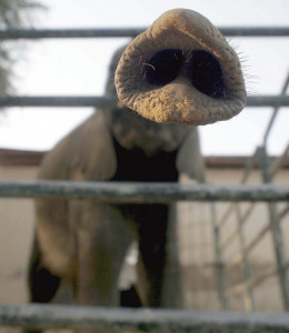 baby elephants live in quarantine as they wait for their enclosures baby elephants live in quarantine as they wait for their enclosures
