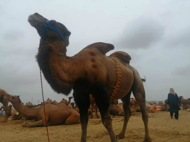 bactrian camels reach karachi s cattle market bactrian camels reach karachi s cattle market