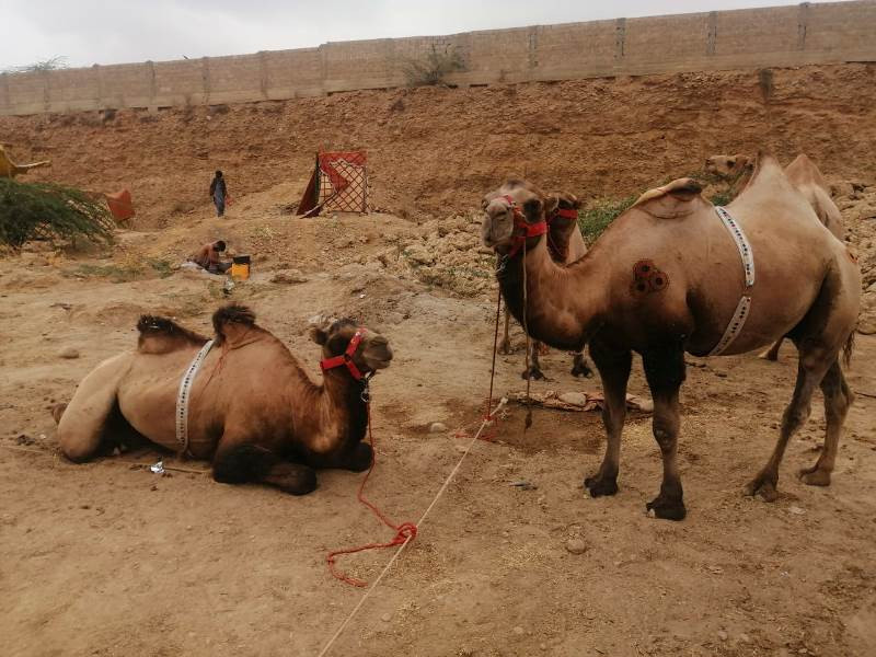Bactrian camels reach Karachi's cattle market